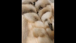 PERFECT ROYAL SAGA GOLDEN FOX FUR: FOR SALE!!! ORIGINAL, NEVER DRESSED,!!